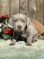 Silver Boy, a male Labrador Retriever for sale in Giddings, TX – Photo 7 of 9