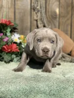 Silver Boy, a male Labrador Retriever for sale in Giddings, TX – Photo 5 of 9