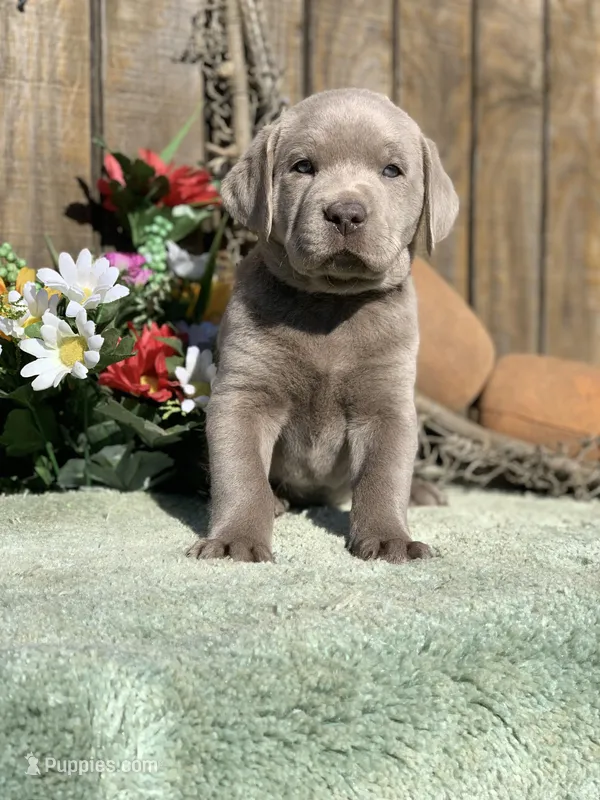 Silver Boy, a male Labrador Retriever for sale in Giddings, TX – Photo 1 of 9