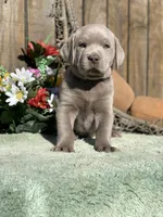 Silver Boy, a male Labrador Retriever for sale in Giddings, TX – Photo 1 of 9