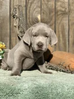 Silver Boy, a male Labrador Retriever for sale in Giddings, TX – Photo 6 of 9