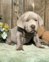 Silver Boy, a male Labrador Retriever for sale in Giddings, TX – Photo 3 of 9
