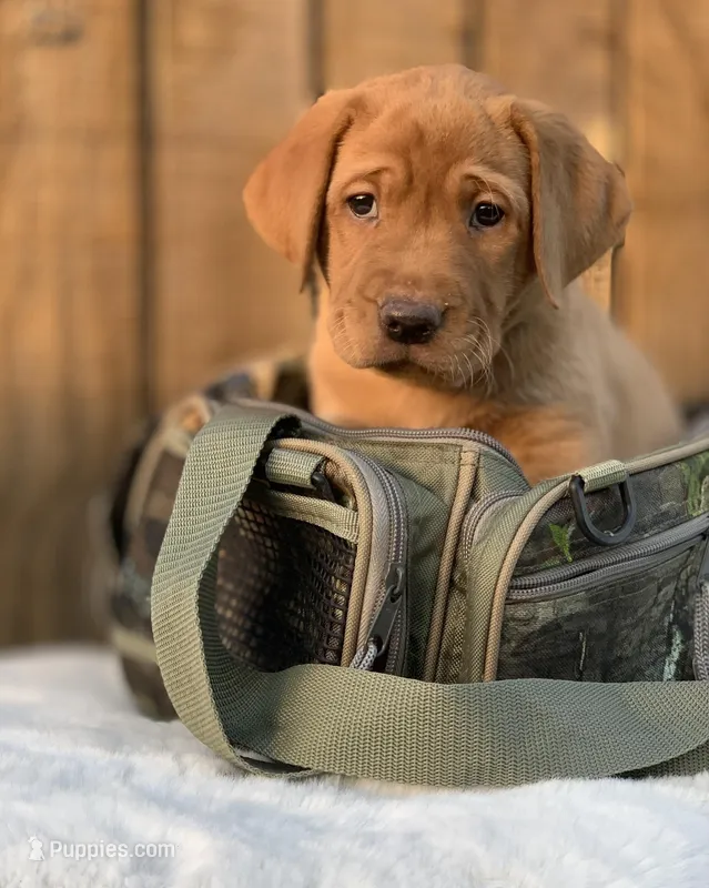 Georgie, a female Labrador Retriever for sale in Giddings, TX – Photo 1 of 4