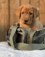 Georgie, a female Labrador Retriever for sale in Giddings, TX – Photo 1 of 4