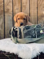 Georgie, a female Labrador Retriever for sale in Giddings, TX – Photo 3 of 4