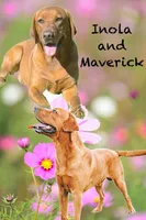 Georgie, a female Labrador Retriever for sale in Giddings, TX – Photo 4 of 4