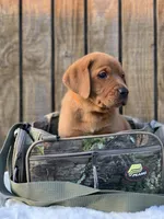 Georgie, a female Labrador Retriever for sale in Giddings, TX – Photo 2 of 4
