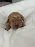 Red Boy, a male Labrador Retriever for sale in Giddings, TX – Photo 4 of 5