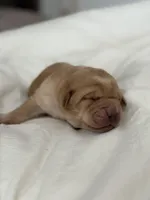 Red Boy, a male Labrador Retriever for sale in Giddings, TX – Photo 3 of 5