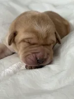 Red Boy, a male Labrador Retriever for sale in Giddings, TX – Photo 5 of 5