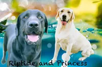 Little Black, a male Labrador Retriever for sale in Giddings, TX – Photo 5 of 5