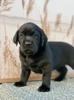Little Black, a male Labrador Retriever for sale in Giddings, TX – Photo 2 of 5