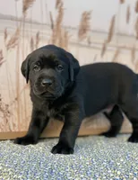 Little Black, a male Labrador Retriever for sale in Giddings, TX – Photo 1 of 5