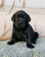 Little Black, a male Labrador Retriever for sale in Giddings, TX – Photo 4 of 5