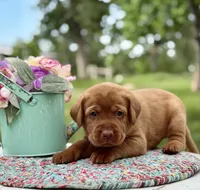 Foxy Red, a male Labrador Retriever for sale in Giddings, TX – 3 of 4