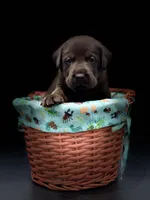 Choco girl, a female Labrador Retriever for sale in Giddings, TX – Photo 1 of 2