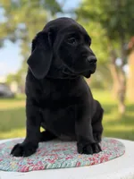 Black Girl, a female Labrador Retriever for sale in Giddings, TX – 4 of 4