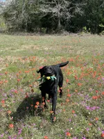 Riptide, a male Labrador Retriever for sale in Giddings, TX – Photo 6 of 6