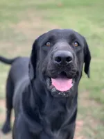 Riptide, a male Labrador Retriever for sale in Giddings, TX – Photo 1 of 6