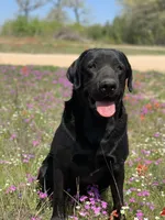 Riptide, a male Labrador Retriever for sale in Giddings, TX – Photo 2 of 6