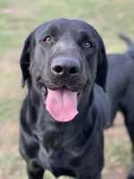 Riptide, a male Labrador Retriever for sale in Giddings, TX – Photo 3 of 6