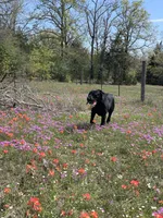 Riptide, a male Labrador Retriever for sale in Giddings, TX – Photo 5 of 6