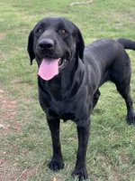 Riptide, a male Labrador Retriever for sale in Giddings, TX – Photo 4 of 6