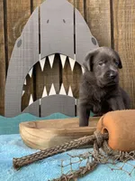 Charcoal Pup, a  Labrador Retriever for sale in Giddings, TX – Photo 4 of 5