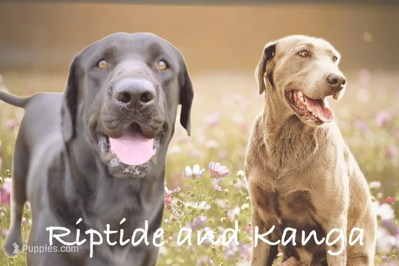 Charcoal Pup, a  Labrador Retriever for sale in Giddings, TX – Photo 1 of 5