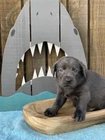 Charcoal Pup, a  Labrador Retriever for sale in Giddings, TX – Photo 5 of 5