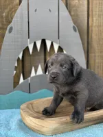Charcoal Pup, a  Labrador Retriever for sale in Giddings, TX – Photo 2 of 5