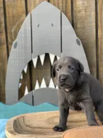 Charcoal Boy, a male Labrador Retriever for sale in Giddings, TX – Photo 2 of 4