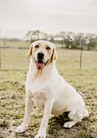Charcoal Boy, a male Labrador Retriever for sale in Giddings, TX – Photo 4 of 4