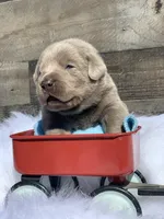 Silver Pup, a  Labrador Retriever for sale in Giddings, TX – Photo 6 of 6