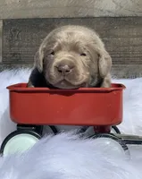 Silver Pup, a  Labrador Retriever for sale in Giddings, TX – Photo 1 of 6