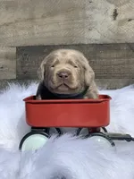 Silver Pup, a  Labrador Retriever for sale in Giddings, TX – Photo 3 of 6