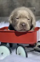 Silver Pup, a  Labrador Retriever for sale in Giddings, TX – Photo 2 of 6