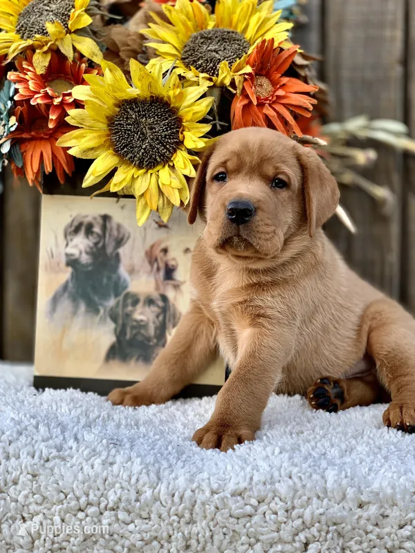 Foxy Red – Labrador Retriever puppy for sale in Giddings, TX
