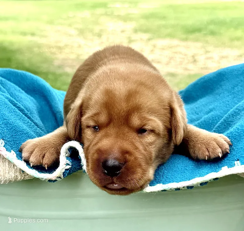 Foxy Red – Labrador Retriever puppy for sale in Giddings, TX
