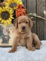 Foxy Red, a male Labrador Retriever for sale in Giddings, TX – Photo 3 of 3