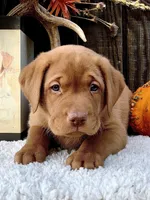 Foxy Red, a male Labrador Retriever for sale in Giddings, TX – Photo 2 of 3