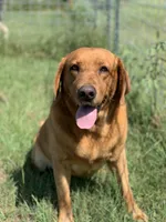 Ruger, a male Labrador Retriever for sale in Giddings, TX – Photo 3 of 3