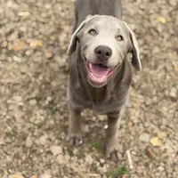 Rayne, a female Labrador Retriever for sale in Giddings, TX – Photo 1 of 4
