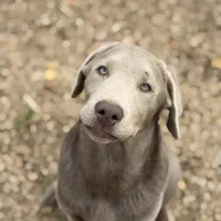 Rayne, a female Labrador Retriever for sale in Giddings, TX – Photo 2 of 4