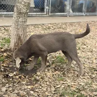Rayne, a female Labrador Retriever for sale in Giddings, TX – Photo 4 of 4