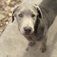 Rayne, a female Labrador Retriever for sale in Giddings, TX – Photo 3 of 4
