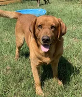 Ruger, a male Labrador Retriever for sale in Giddings, TX – Photo 1 of 3