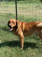 Ruger, a male Labrador Retriever for sale in Giddings, TX – Photo 2 of 3