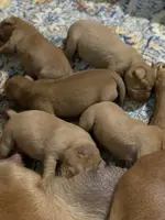 Fox Red Girl, a female Labrador Retriever for sale in Giddings, TX – Photo 3 of 3