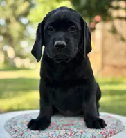 Black Girl, a female Labrador Retriever for sale in Giddings, TX – 3 of 4